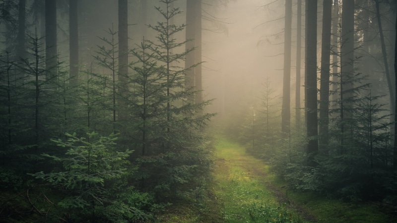 forest, growth, plant, forest path, 4K, evergreen tree, nature, scenics - nature, plantation, tree trunk, non-urban scene, fog, path, no people, tree