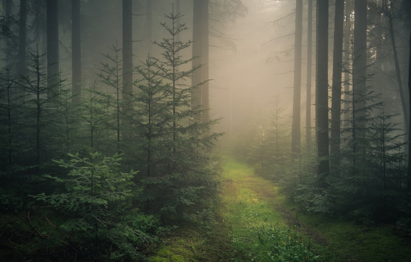 fog, green Color, environment, plant, no People, fairy Tale, woodland, Baden-Wurttemberg, fantasy, beauty In Nature, coniferous tree, trees, scenics - nature