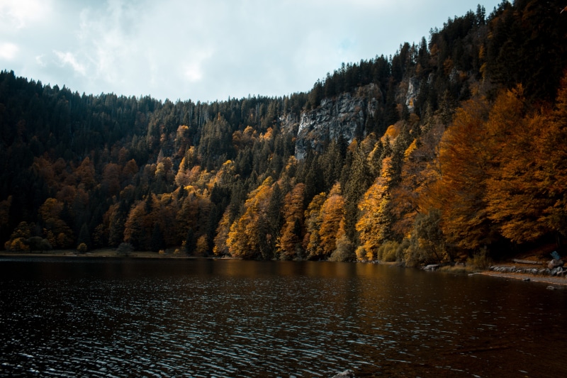 coniferous tree, outdoors, wanderlust, exploring, tranquil scene, tranquility, germany, leafed, landscapephotography, lake, forest, autumn collection, no people