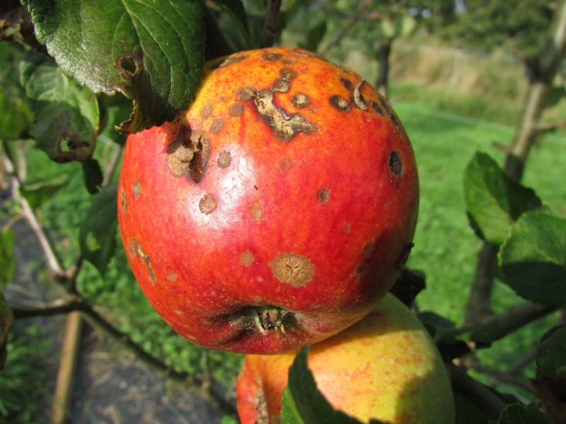 ripe, food and drink, freshness, close-up, plant, tree, decay, food, fungicide, healthy eating, rotten, outdoors, blight, day, no people, wellbeing, apple