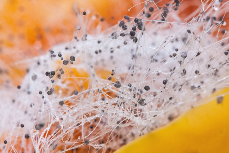 corrupted, no people, day, 4K, yoke like structures, autumn, selective focus, invisible, leaf, extreme close-up, droplets, mixing, plant part, outdoors