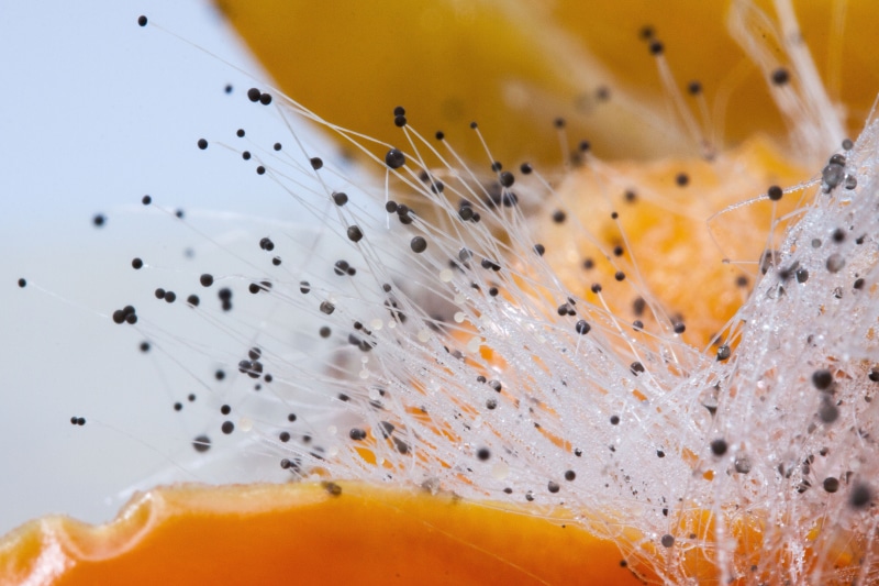 black, orange color, macro, breaking, yoke like structures, food, healthy eating, health risk, droplets, close, close-up, droplet shaped, food and drink