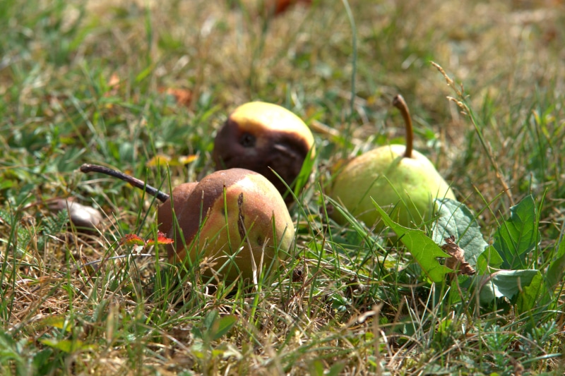 close-up, grass, toadstool, windfall, rot, pick, growth, food and drink, autumn, mushroom, vegetable, apple, outdoors, corrupted, brown, fungus, fruit