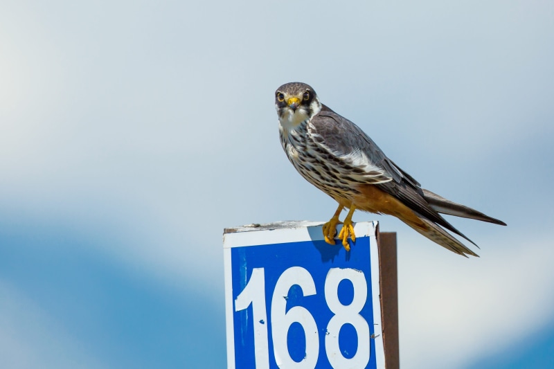 full length, khuvsgul region, road number signs, Strawberries, vertebrate, birds, bird of prey, blue, beak, Bird, one animal, Falcon, wildlife, number
