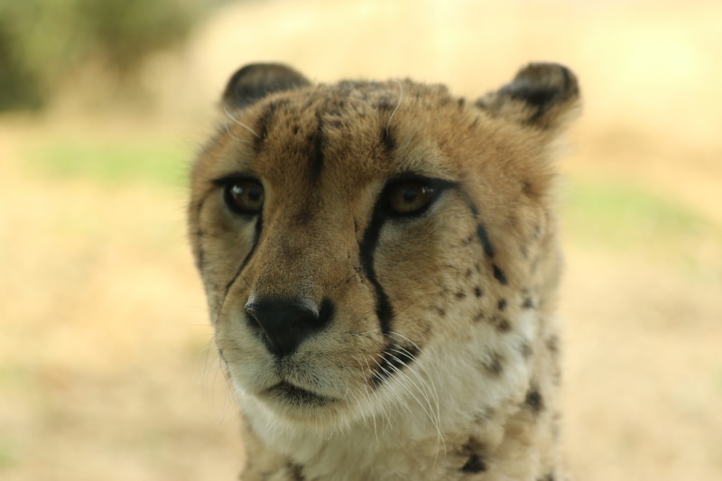 one animal, focus on foreground, animal themes, animal wildlife, feline, cat, 5K, close-up, big cat, day, snout, dauntless, carnivora, whisker, vertebrate