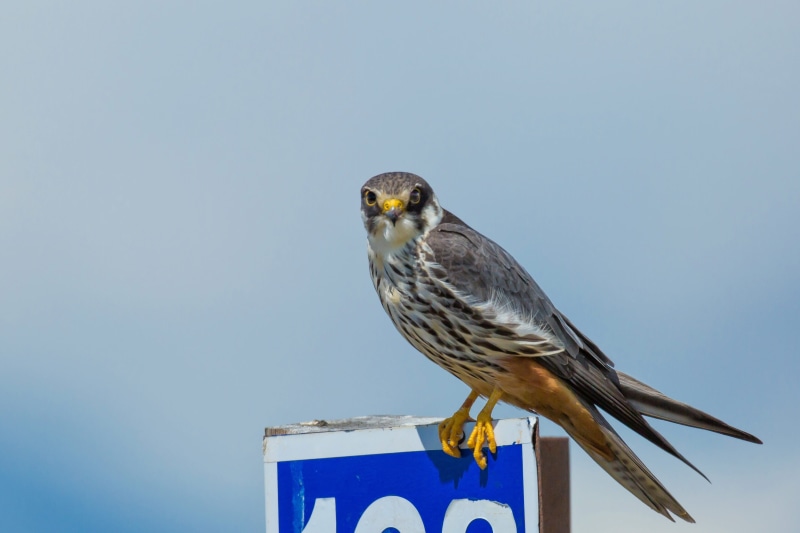 focus on foreground, outdoors, animal wildlife, Falcon, 2K, animals in the wild, vertebrate, Bird, animal, copy space, one animal, low angle view, close-up