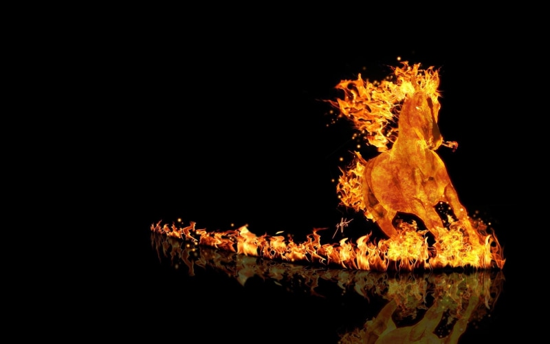 close-up, studio shot, warning sign, orange color, heat - temperature, reflection, animals, flame, minimalism, nature, dark, copy space, digital, night