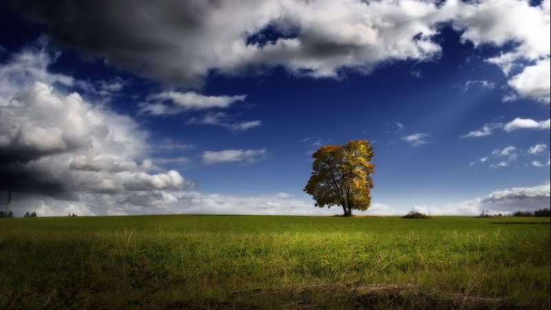 tranquility, outdoors, tree, cloud - sky, growth, water, horizon over land, clouds, landscape, painting, plant, beauty in nature, environment, land, sky