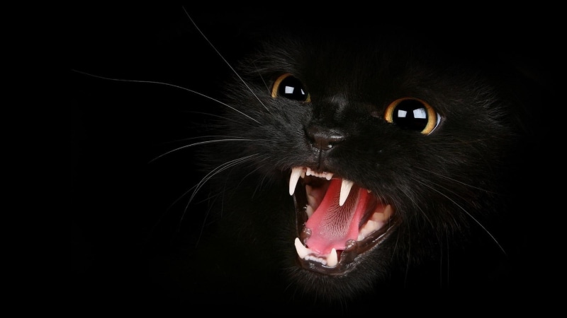 1080P, teeth, eyes, angry, black cat, dark, mouth