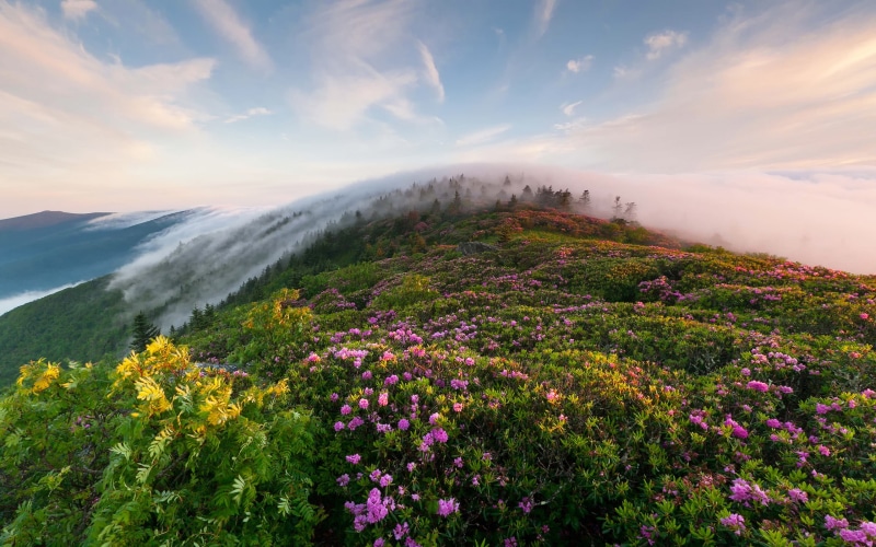 appalachian, 2K, mountains, morning, roan, rhododendron, flowers, ridge, mountain, landscape, peaks, blue, mist, trail
