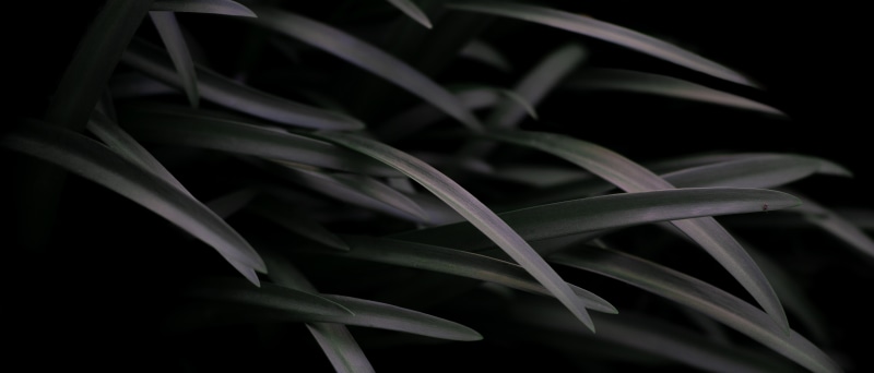 grass, 5K, ultra-wide, ultrawide, photography, plants