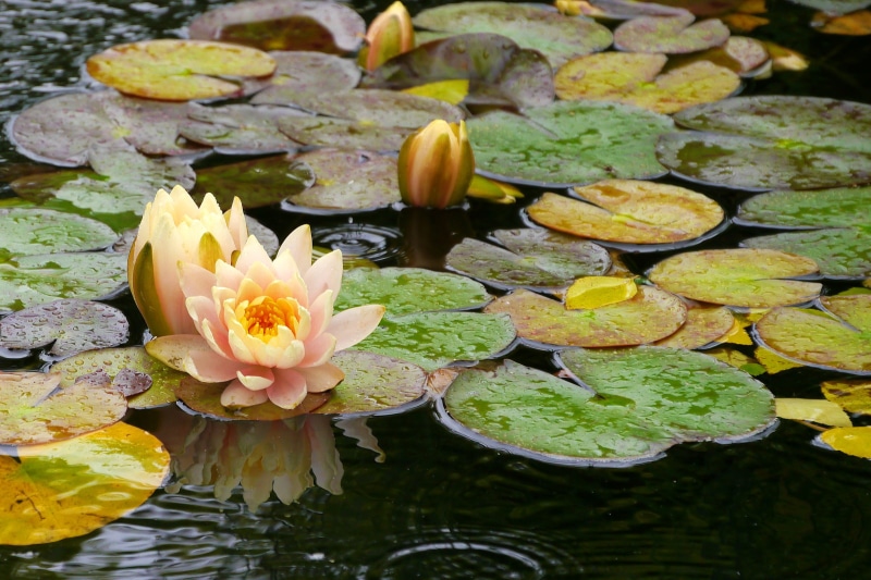 green, petals, water lily, lilies, gardens, water, deep, no people, middletown, lily, blooming, asia, asian plant, vulnerability, tranquil, plant part
