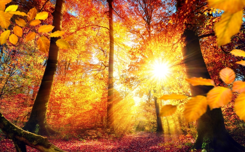 Trees, sunbeam, Europe, Picturesque, plant, beauty in nature, Light, beams, lens flare, Reddish, Forest, Rays, plant part, Bright, Seasons, change, land