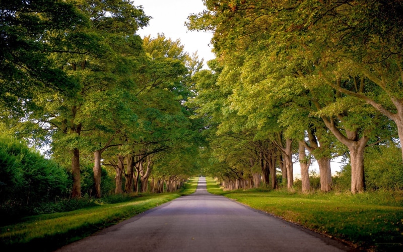brown, diminishing perspective, tranquil scene, growth, road, forest, direction, beauty in nature, scenics - nature, landscape, sky, outdoors, vanishing point