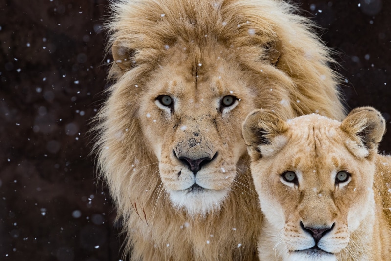 muzzle, 1080P, look, pair, lions, snowfall, family portrait, lioness, two lions, the dark background, wild cats, two, Leo