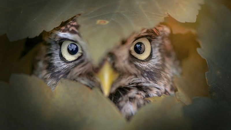 look, animal eye, one animal, vertebrate, mammal, bird, 1080P, eyes, leaf, young animal, animal body part, body part, close-up, no people, owl, peep, pets