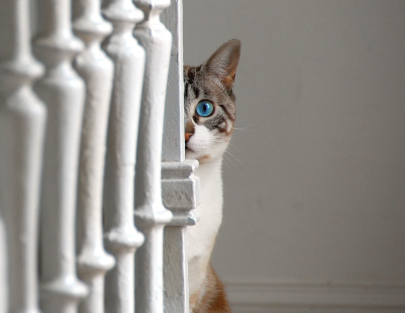fur, cat, grey, photo, D40, domestic Cat, behind, chat, short, looking, mammal, de, peeping, animal, kitten, amour, cute, Un, turquoise, feline, 10f, panel
