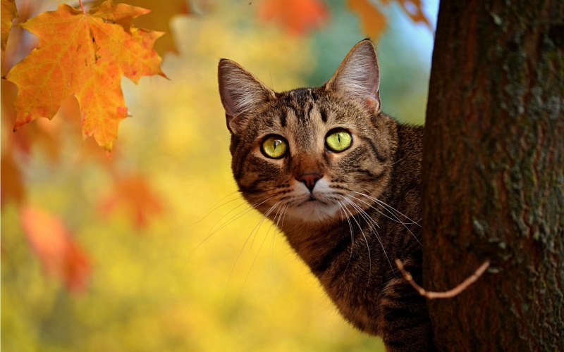 1080P, Cat, Autumn, Leaves, Yellow, Peeping