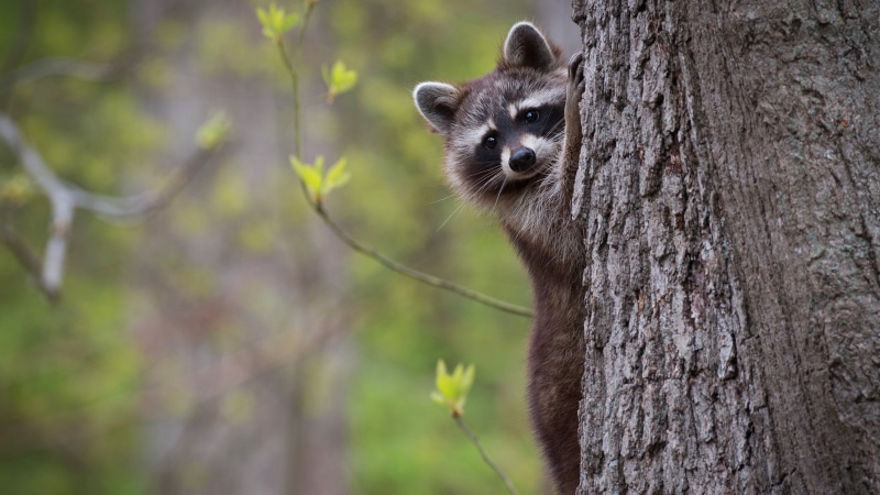 4K, trunk, Peeps, face, background, portrait, raccoon, nature, tree, leaves, bokeh