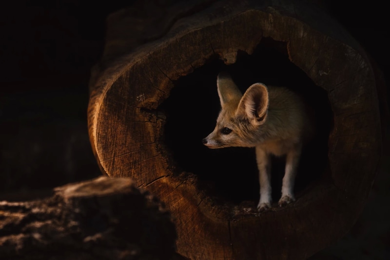 face, Fox, the dark background, stump, hole, Fenech, the hollow, darkness, look, Peeps, twilight, 1080P