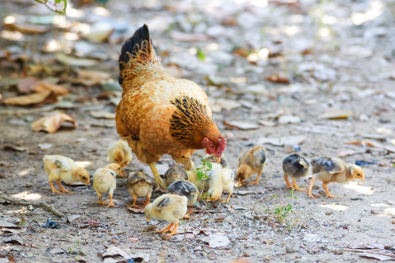 large group of animals, young bird, group of animals, brown, outdoor, no people, chick, mammal, young animal, hen, flock of birds, female animal, chicks