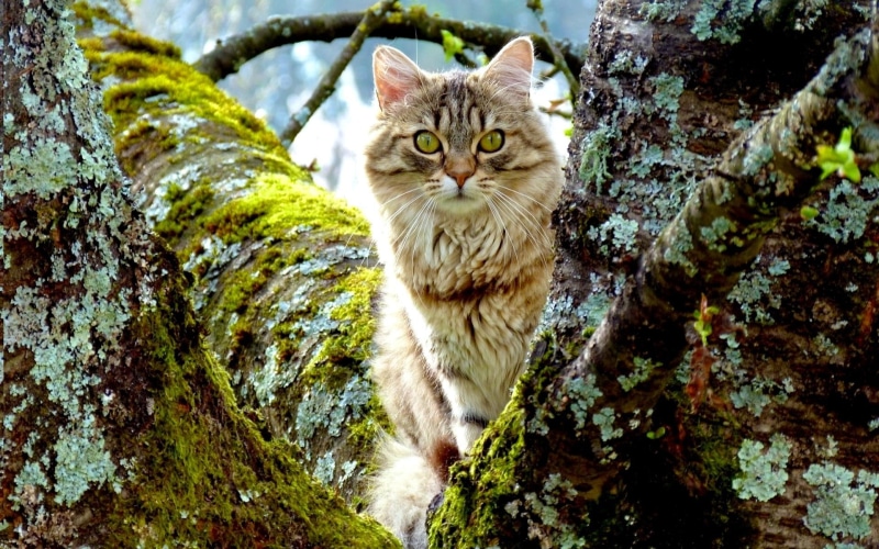 1080P, tree, animals, kitty, cute, peep