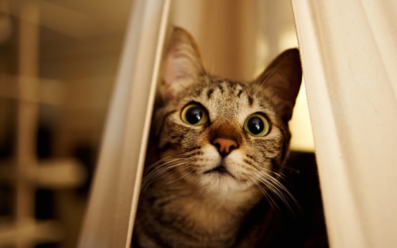 1080P, Cat, Peeps
