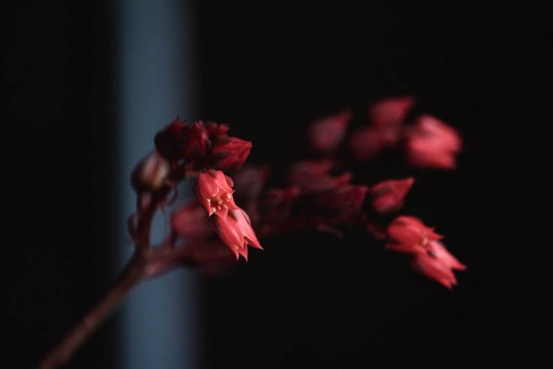 perth, indoors, flower head, hip hop, close-up, nature, wilted plant, garden, minimal, australia, 5K, beauty in nature, fragility, growth, vulnerability