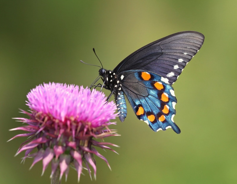 TFI, maroon, purple  thorn, ellerbe, closeup, butterfly - Insect, Picnik, beauty In Nature, butterfly, multi Colored, animal Wing, light wave, thistle