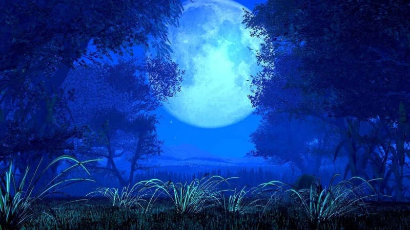 night time, nature, full moon, moon, tree, 4K, night sky, landscape, night