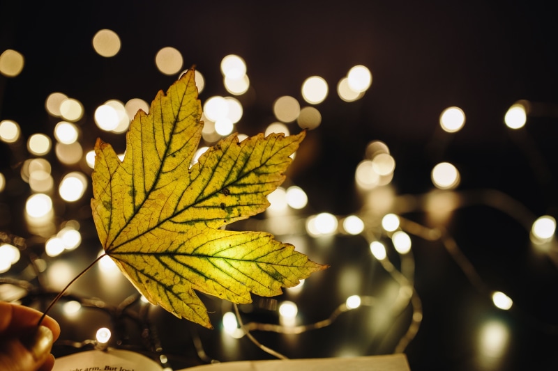 outdoors, Magic, autumn, 5K, defocused, change, gold Colored, selective focus, leaves, illuminated, leaf, plant, backgrounds, nature, focus on foreground