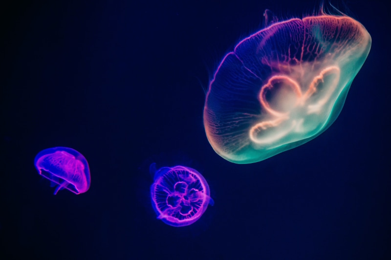 background, marine, nature, underwater, animals in the wild, black background, white flower, 5K, waterfall, transparent, floating on water, animal, neon