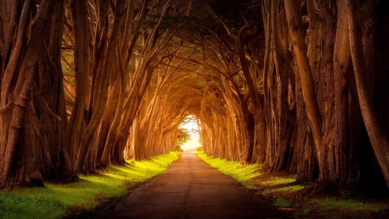 woodland, branch, grove, outdoors, grass, nature, light, forest, tranquility, footpath, evening, road, tree, diminishing perspective, plant, tranquil scene