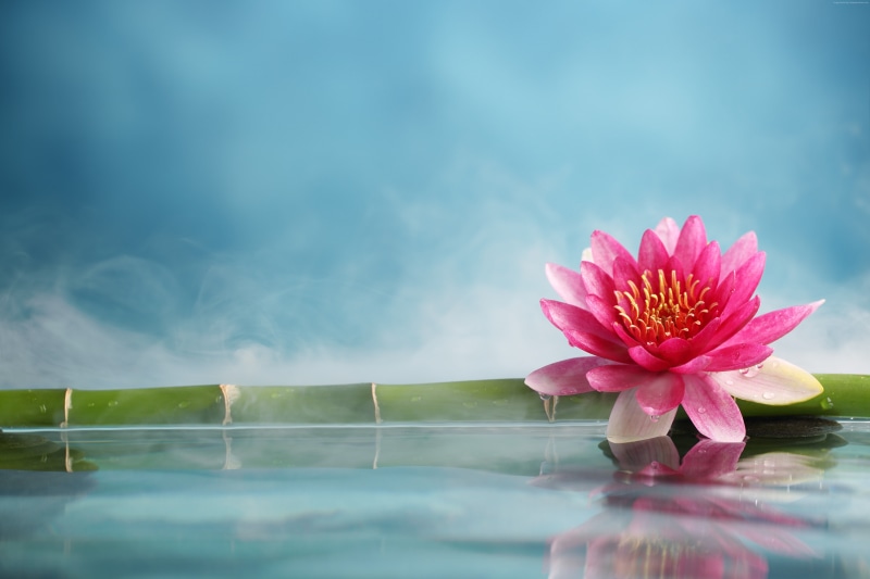 flower, water, bamboo, 5K, lotus, 5k
