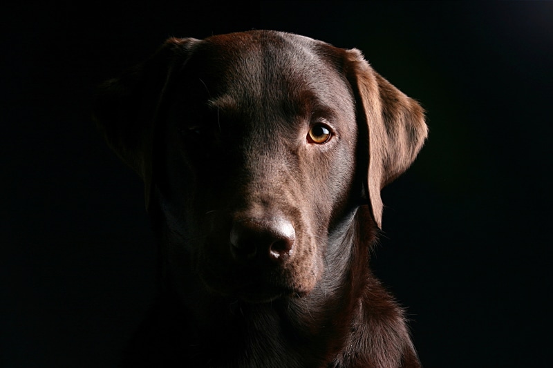 animal eye, ears, black Color, chocolate, looking, shadow, looking at camera, portrait, muzzle, animal body part, close-up, no People, friendship, one Animal