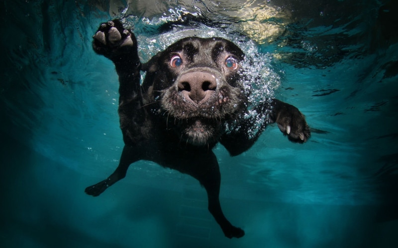 bubbles, nature, undersea, swimming, dog, marine, portrait, swimming pool, vertebrate, legs, mammal, underwater, 1080P, water, outdoors, one animal, muzzles