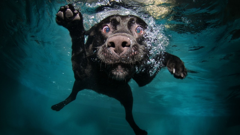 retriever, puppy, body, water bubbles, underwater, labrador, Dog, pet, animal, 5k, water, funny, 4K, black