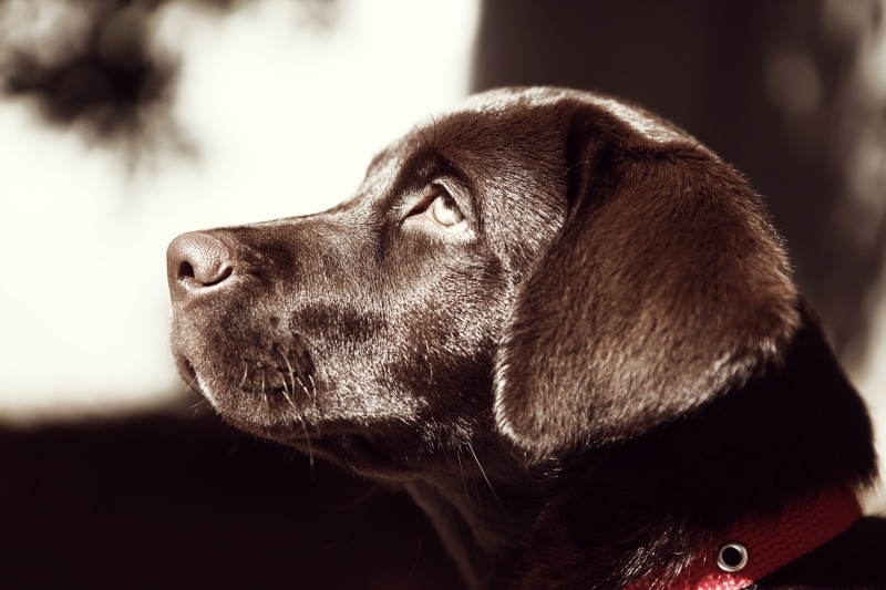 muzzle, labrador, profile view, focus on foreground, 2K, purebred Dog, cute, portrait, domestic Animals, snout, no People, side view, puppy, animal themes