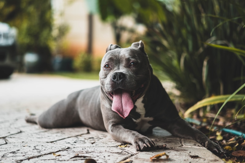 friendship, looking away, black Color, pit bull, vertebrate, nature, canine, mouth open, focus on foreground, animal, mouth, sticking out tongue, facial expression