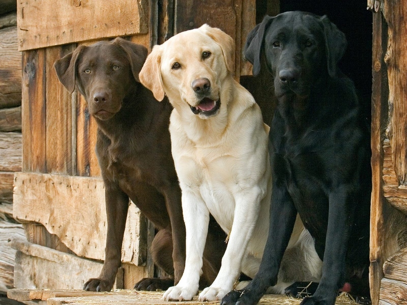 mammal, looking, domestic, vertebrate, brown, portrait, trio, dogs, outdoors, sitting, labrador Retriever, purebred Dog, adult, retriever, day, two animals