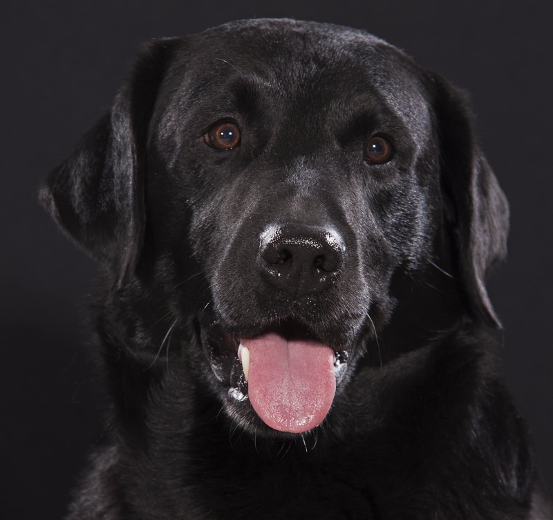Labrador Retriever, retriever, animal, purebred Dog, Labrador  dog, Cooper  black, cute, photograpy, black, dog, black Color, pets, closeup, 720P, looking