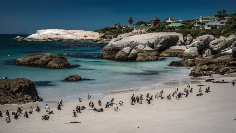 Coast, South Africa, Cape Town, Beach, Penguin, Boulders, Photography, 1080P