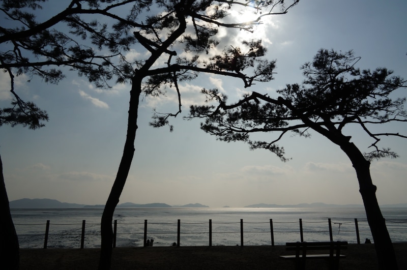 outdoors, horizon over water, beach, tree, 4K, tranquility, branch, trunk, nature, tranquil scene, land, cloud - sky, scenics - nature, sky, wood, sea