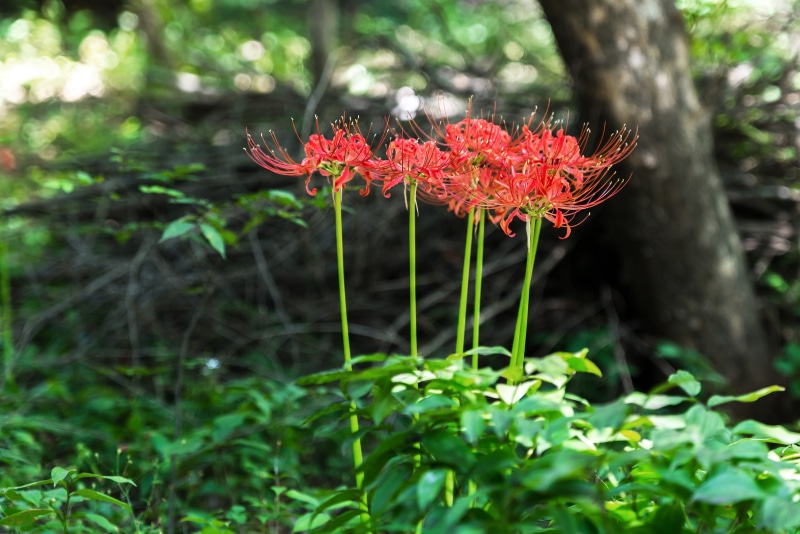 leaf, growth, vulnerability, out focusing, tree, hardwoods, abstract, focus, ganghwado, the outer, xishan, red spider lily, buddhism, close-up, outfocus