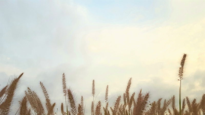 behold, landscape, non-urban scene, day, purple, field, south, rice paddies, growth, 4K, plants, ganghwado, harvest, rice, tranquility, tree, pink, beauty in nature