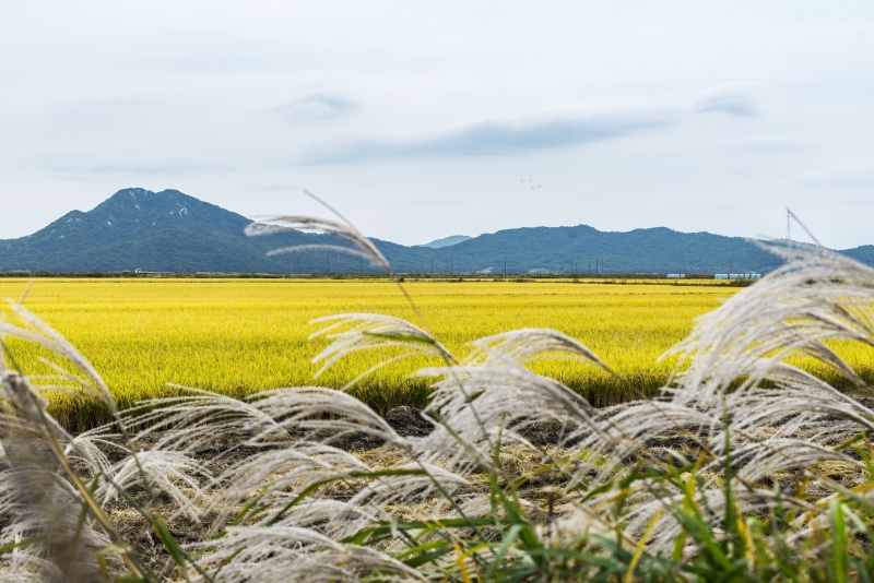 flowers, south, day, crop, sky, cereal plant, september, land, view, cloud, growth, cloud - sky, white flower, rural, plantation, ch, tranquility, silver pool