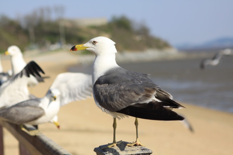 landscape, animals in the wild, mouth open, animal themes, close-up, public, seagulls flying, beak, animal wildlife, seagulls fly, 4K, at the moment, seabirds