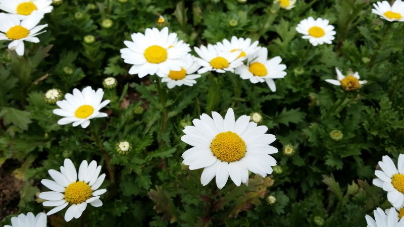 petal, freshness, vulnerability, ganghwado, the leaves, pollen, white color, Plants, 4K, close-up, white, Nature, section, day, plant, summer, grass, yellow