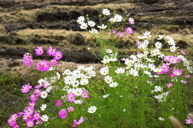 purple, sulcus, plants, flower head, land, sky, focus on foreground, cosmos, white flower, street name, ch, south koreas, ganghwado, stone wall, september