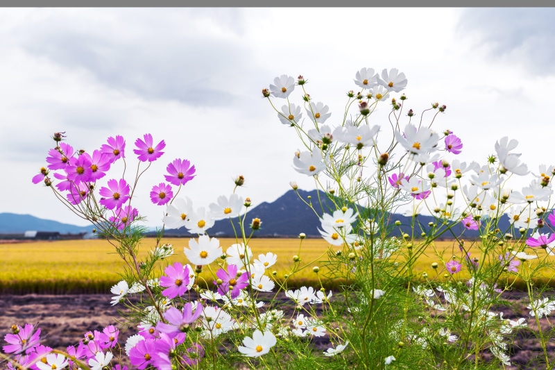 korea, ganghwado, nature, yellow, daytime, flowers, growth, no people, rice paddies, cloud - sky, sulcus, rural, south koreas, september, bloom, cloud